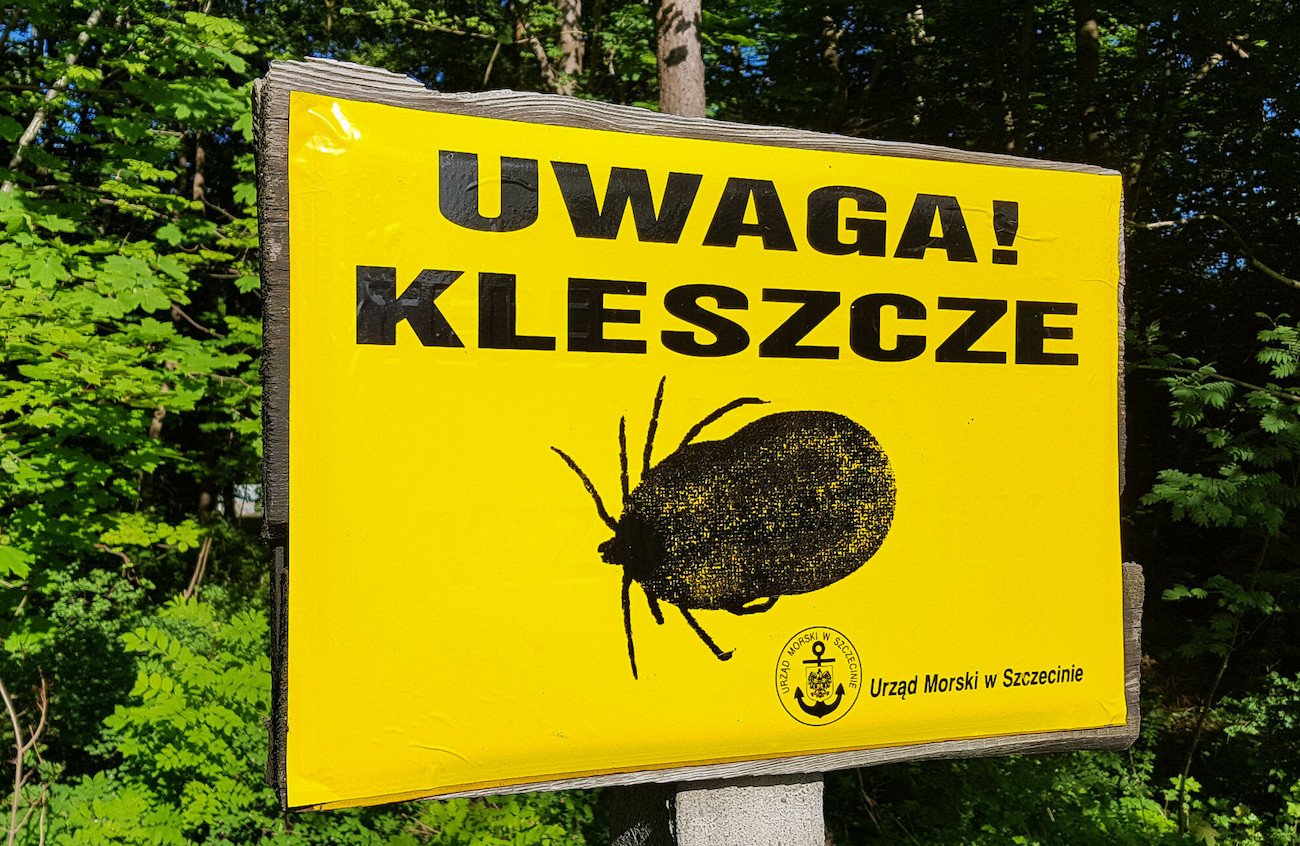 kleszcze borelioza