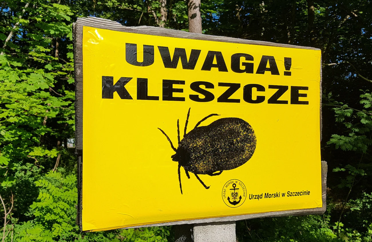 kleszcze borelioza