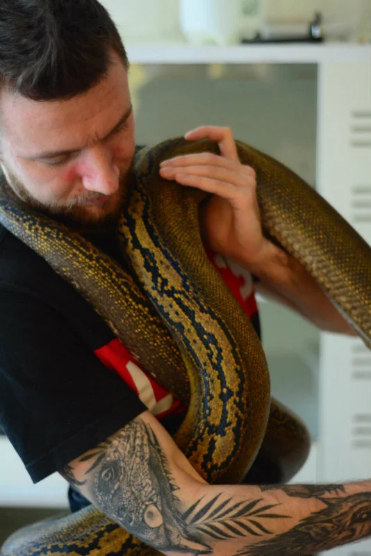 3,5-metrowa samica pytona siatkowanego odmiany Goldenchild Platinum Het Albino. O samice trzeba szczególnie dbać. Zanim Kamil zdecyduje o rozmnażaniu samic, musi je karmić, aby nabrały tkanki tłuszczowej, bo ciężarny wąż nie je przez 6 miesięcy.