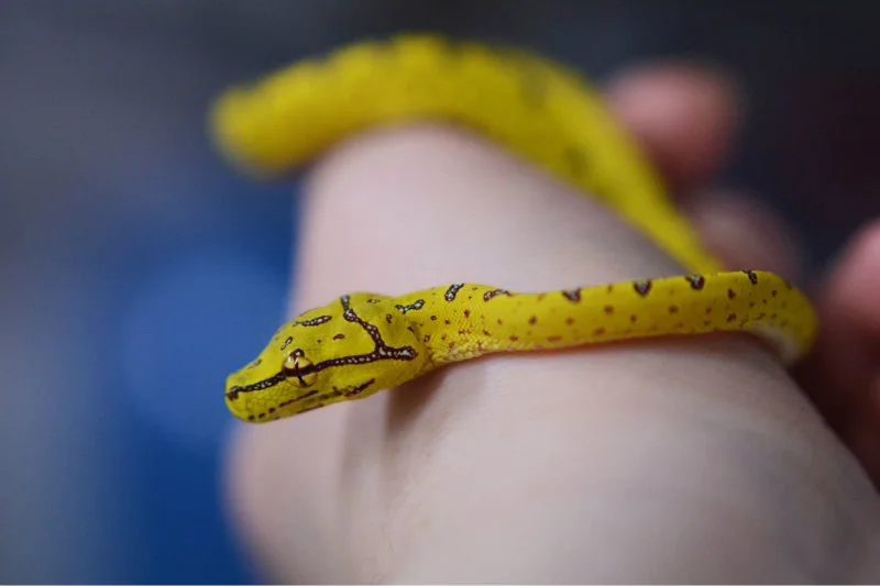 Morelia viridis – pyton zielony (przed wybarwieniem do właściwego koloru)