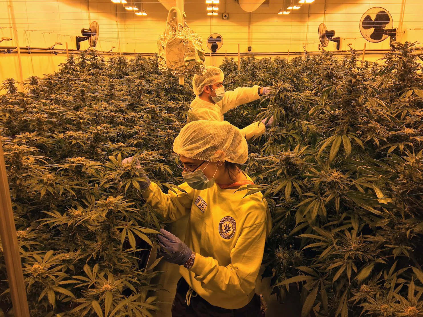 Włoska armia hoduje medyczną marihuanę już od 2014 roku