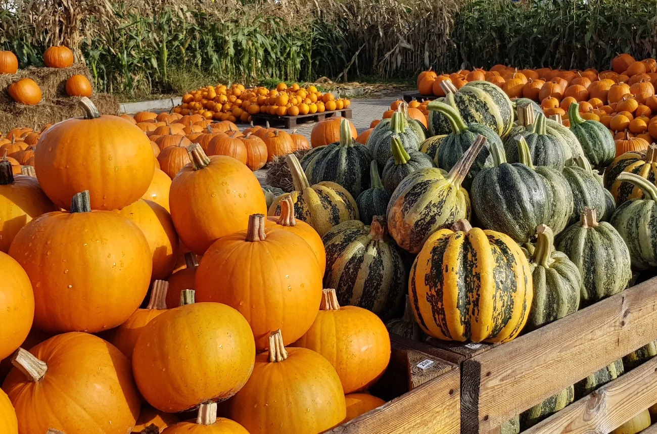 Pumpkin Farm Warsaw