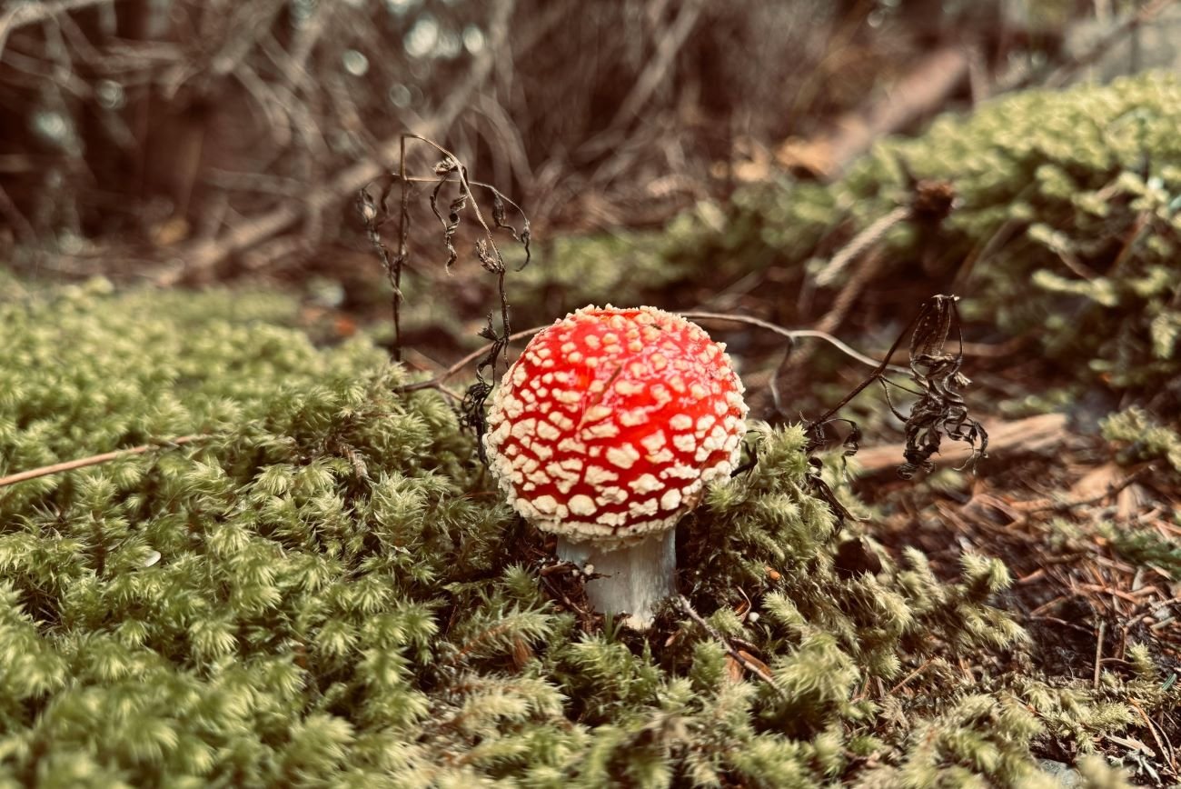 muchomor czerwony