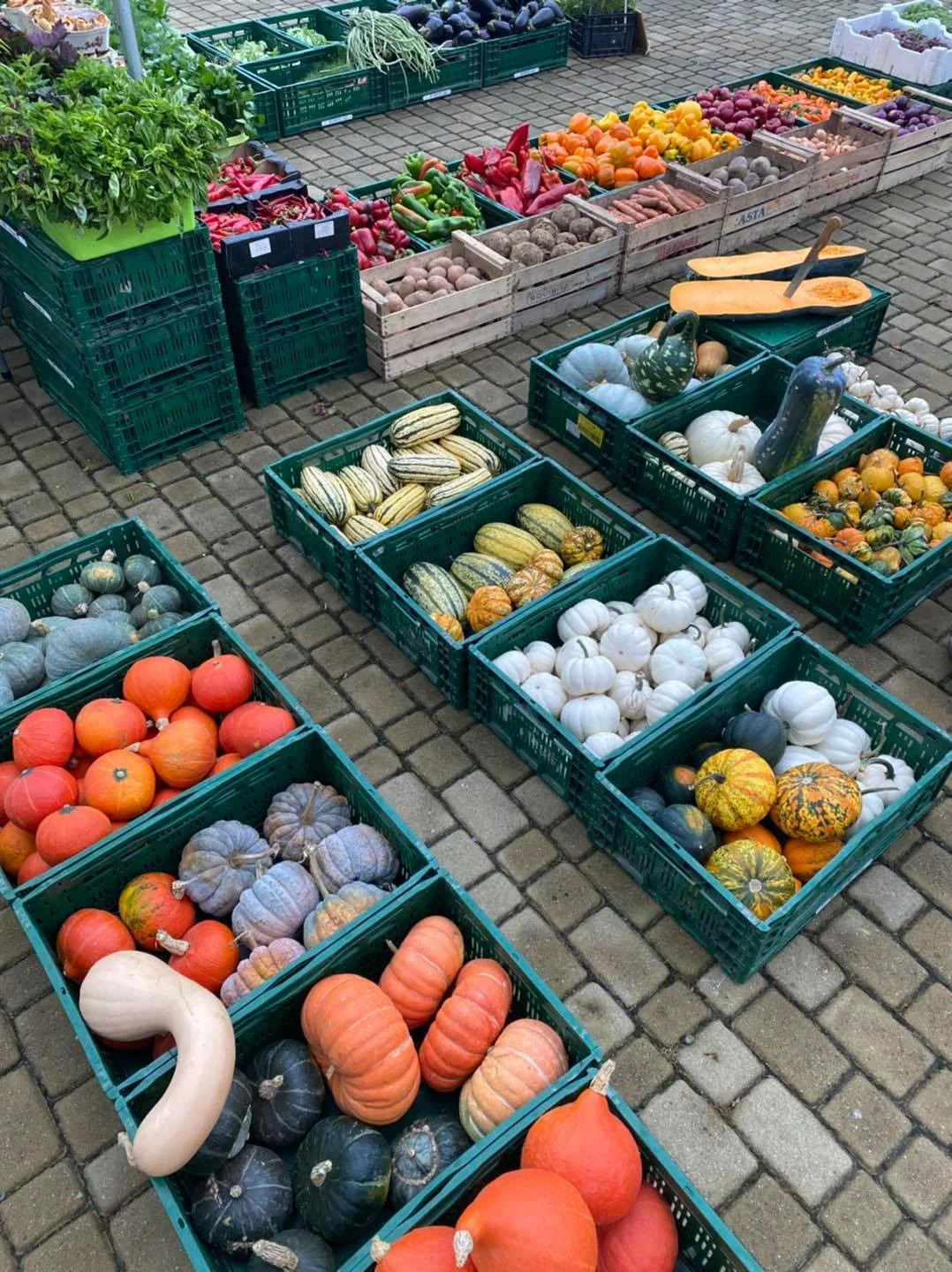 Farma dyniowa JEdynie w Małopolsce