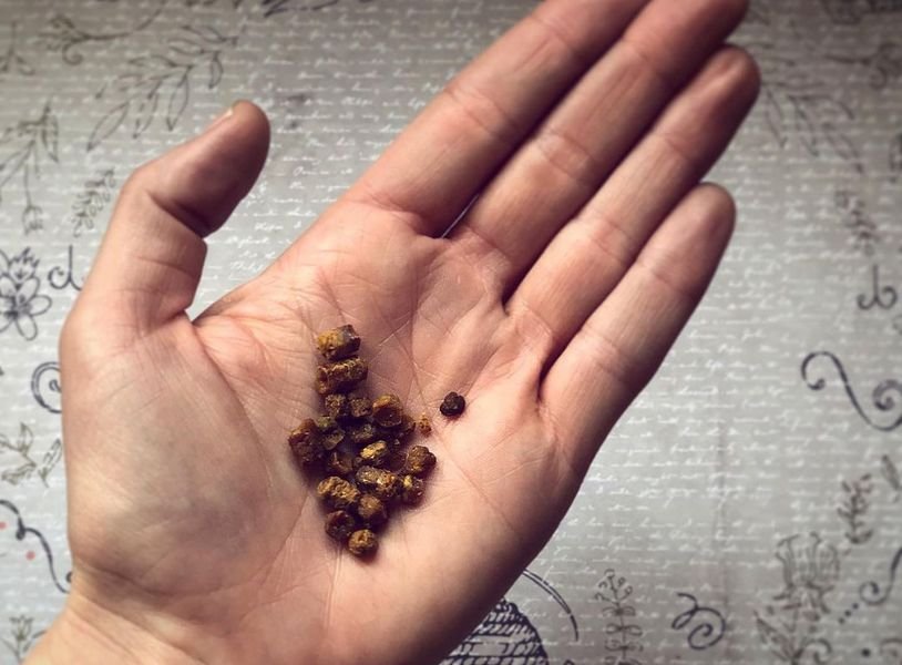 Nie tylko miód i pyłek. Pierzga to pszczeli produkt, który poprawi wasze zdrowie