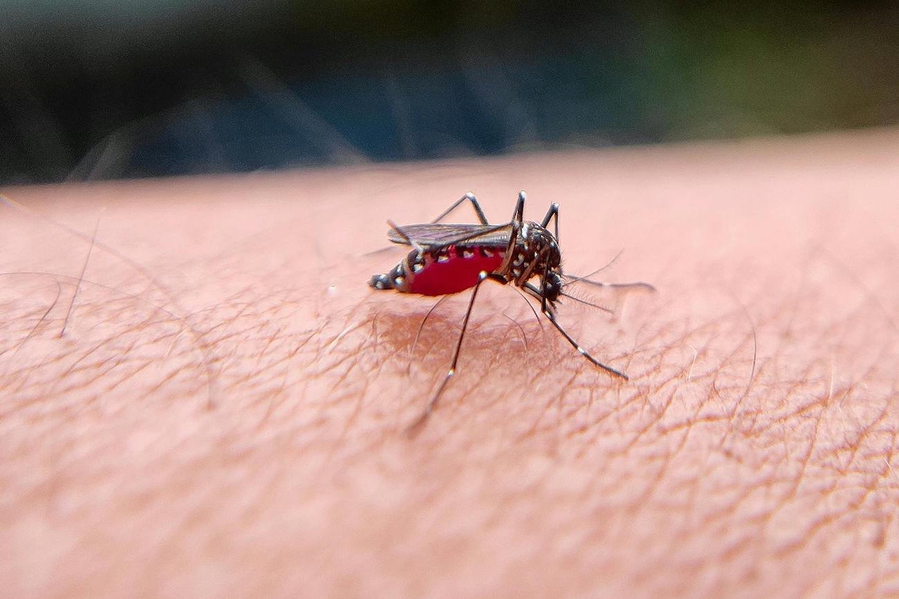 W deszczową pogodę nie zostawiaj zabawek na podwórku. Ukąszenia to najmniejszy problem