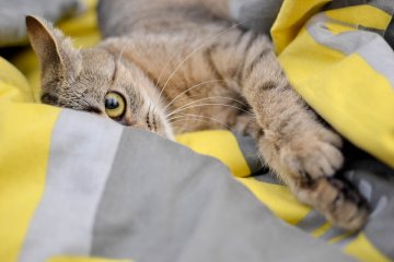 Często zdarza się, że mylnie odbieramy mowę kociego ciała
