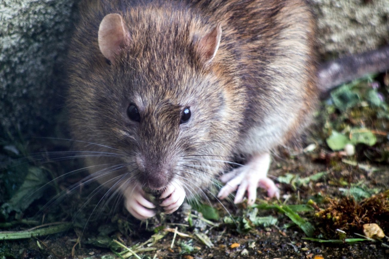 Funkcjonariusze w Indiach obwiniają szczury za niszczenie marihuany w policyjnych magazynach